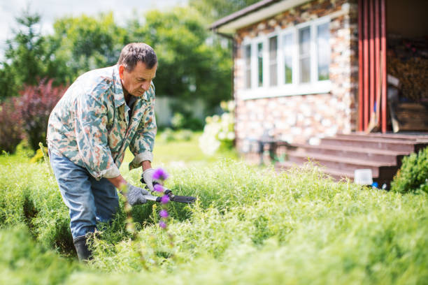 istock Senior man trimming Hedge In Garden 1204167237