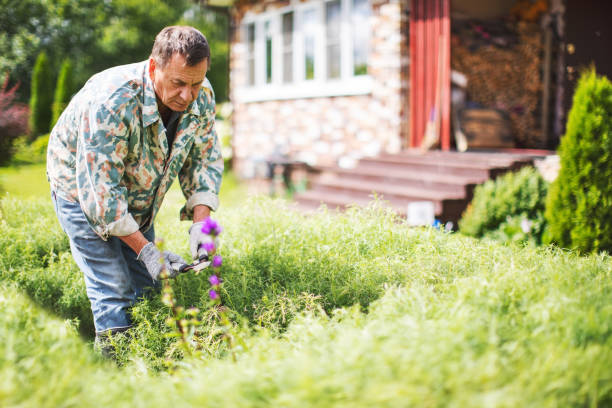 istock Senior man trimming Hedge In Garden 1204167241