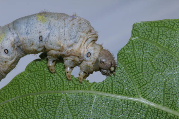 istock Close-up of a silkworm eating 1204167501