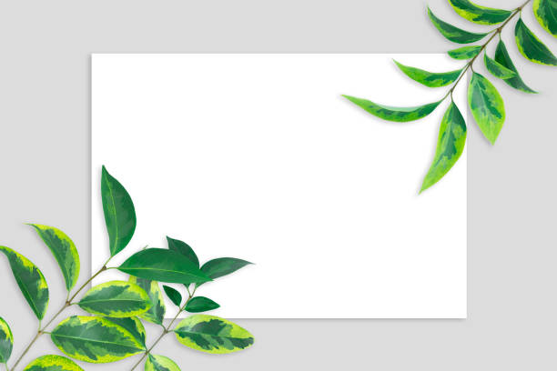 Simple green leaves lying on peace of white paper.