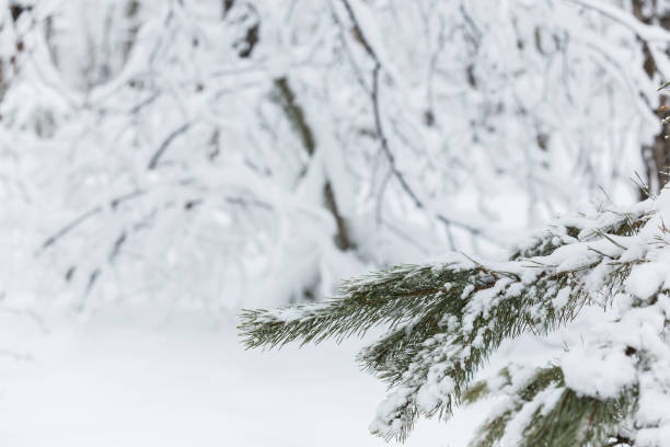 istock Trees covered with hoarfrost and snow 1204169281