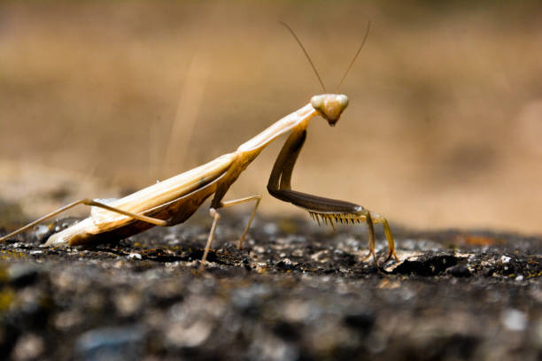istock Mantis photo and picture for desktop 1204169496