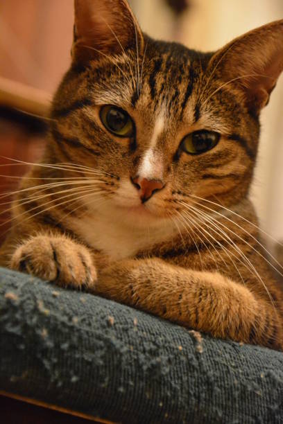 istock Cat looking straight in the camera 1204169610