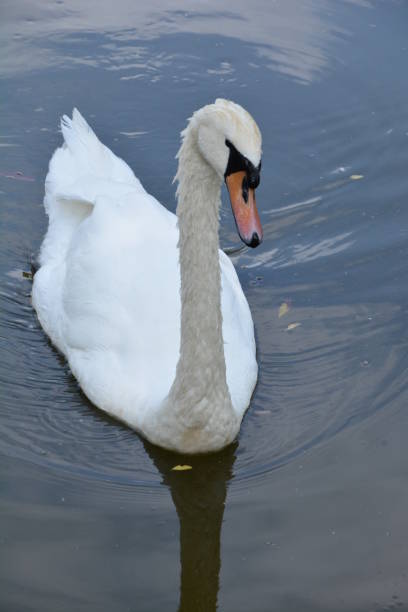 istock White Swan On Lake In Spring Forest 1204169614