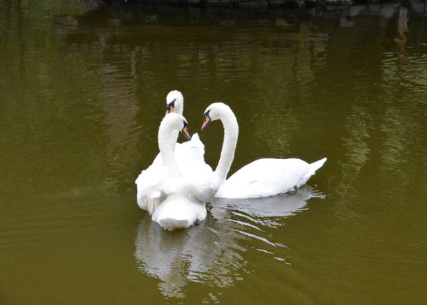 istock White Swan On Lake In Spring Forest 1204170433