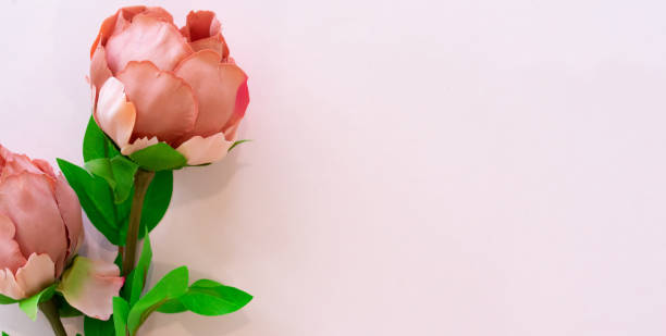 istock close up top view group of pastel roses on pink paper with copy space panoramic background for mother's day and valentine day and anniversary celebration event design concept 1204176105