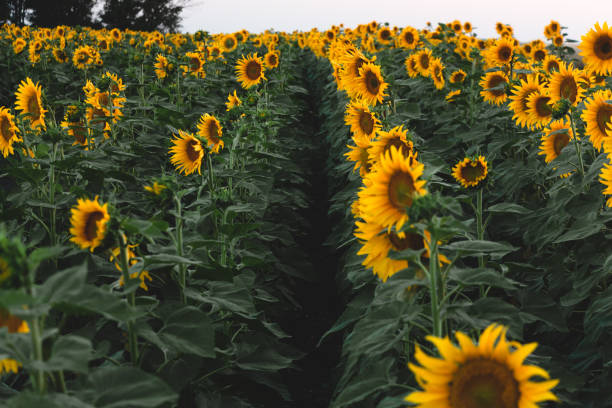 istock Field of sunflowers 1204176463