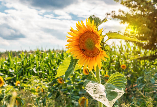 istock Field of sunflowers 1204176601