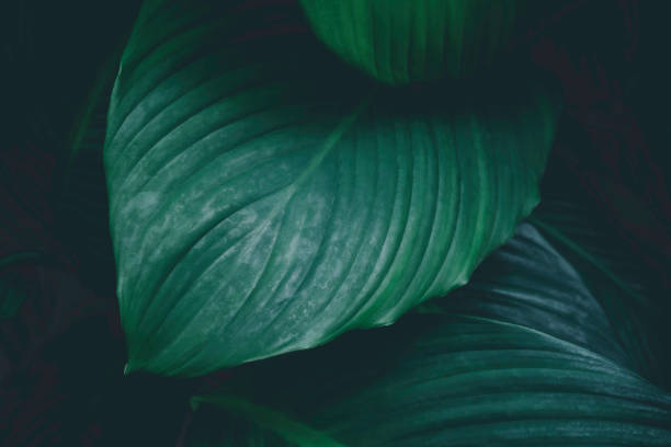 istock Close up, Spathiphyllum cannifolium leaf, abstract green texture, nature background, tropical leaf 1204176673
