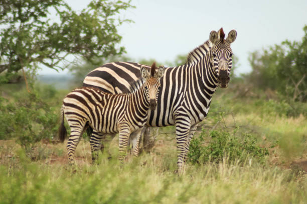 istock zebra family looking at the camera and waiting 1204176732