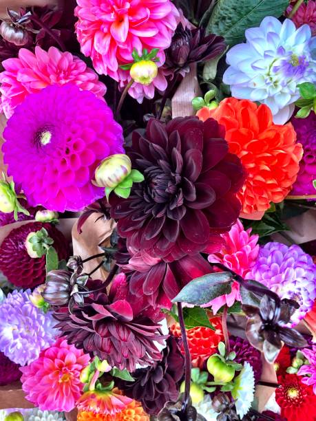 istock Purple flowers 1204177282