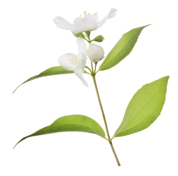 istock jasmine branch with four leaves and white blooms 1204177598