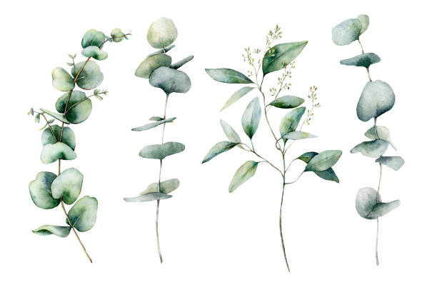 Watercolor eucalyptus branches set. Hand painted eucalyptus thick branch and leaves isolated on white background. Floral illustration for design, print, fabric or background. Botanical set. Watercolor eucalyptus branches set. Hand painted eucalyptus thick branch and leaves isolated on white background. Floral illustration for design, print, fabric or background. Botanical set eucalyptus tree stock illustrations