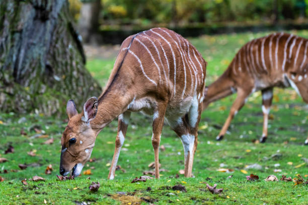 istock Nyala Antelope - Tragelaphus angasii. Wild life animal. 1204178139