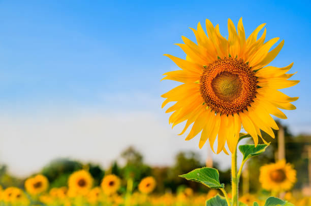 istock Close-up of sunflower and blue sky 1204178978