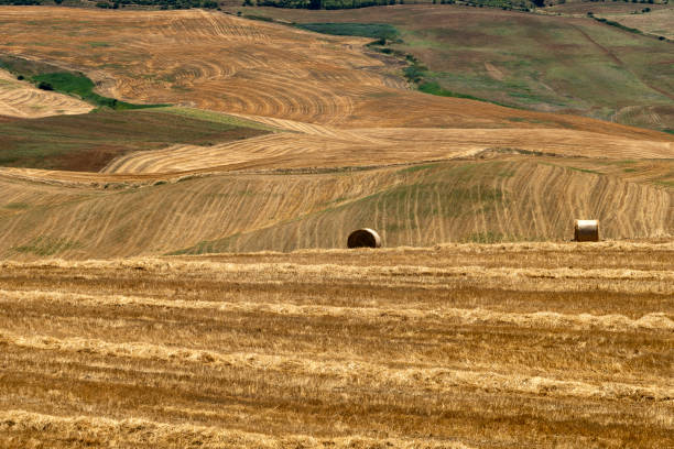 istock Rural landscape in Apulia at summer 1204179014