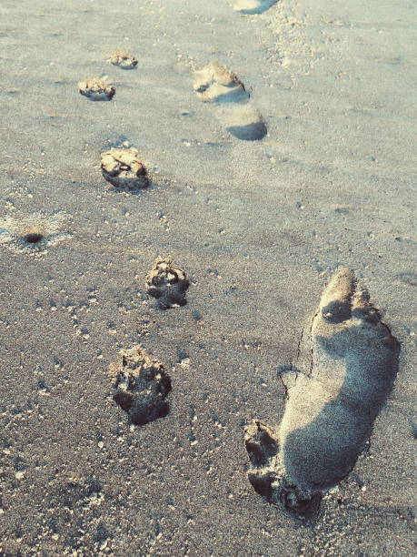 footprints next to pawprints - paw print animal track footprint beach imagens e fotografias de stock