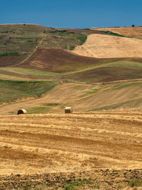 istock Rural landscape in Apulia at summer 1204179037