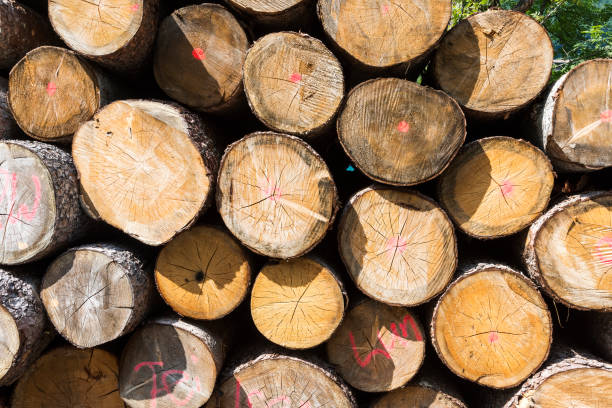 A close-up view of neatly stacked logs showcasing various diameters and textures, ideal for woodworking projects, crafts, and rustic themes. Perfect for environmental and nature-related concepts.