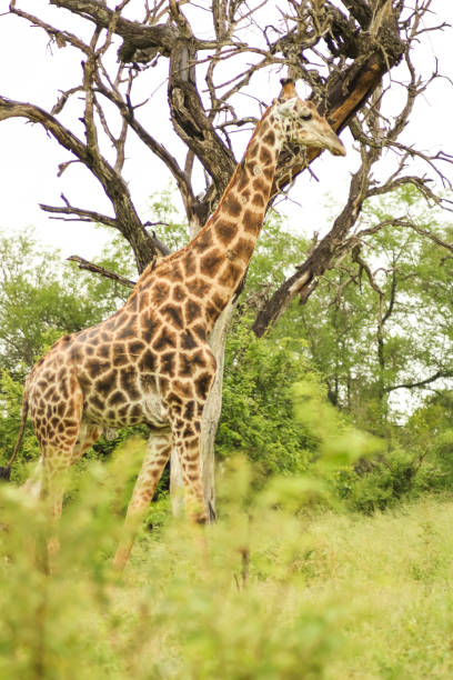 istock grown giraffe walking along a path with green trees 1204179379