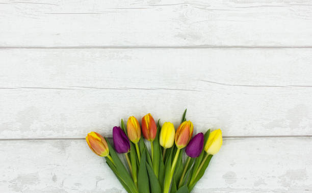 istock Top View of Beautiful, Colourful Tulips on a Rustic White Table 1204181197
