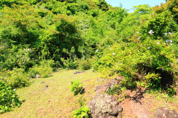 istock Hwasun Cape Zawal, Forest, Forest, Trail, Walking, Primitive Forest, 1204182313