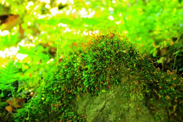 istock Hwasun Cape Zawal, Forest, Forest, Trail, Walking, Primitive Forest, 1204182430