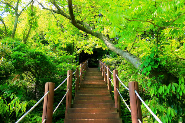 istock Hwasun Cape Zawal, Forest, Forest, Trail, Walking, Primitive Forest, 1204182953