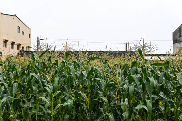istock Yunlin, Taiwan - AGU 03, 2019: Corn field in the farm. 1204182959