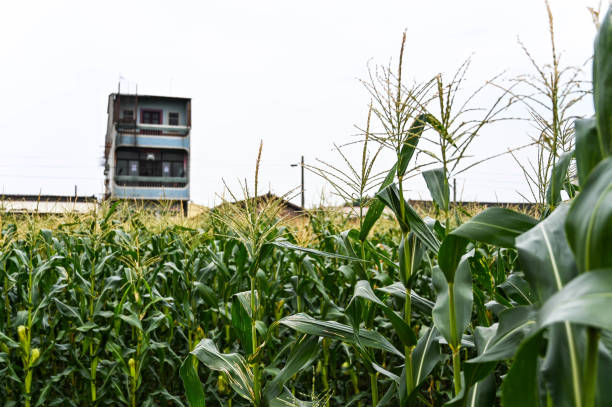 istock Yunlin, Taiwan - AGU 03, 2019: Corn field in the farm. 1204183075