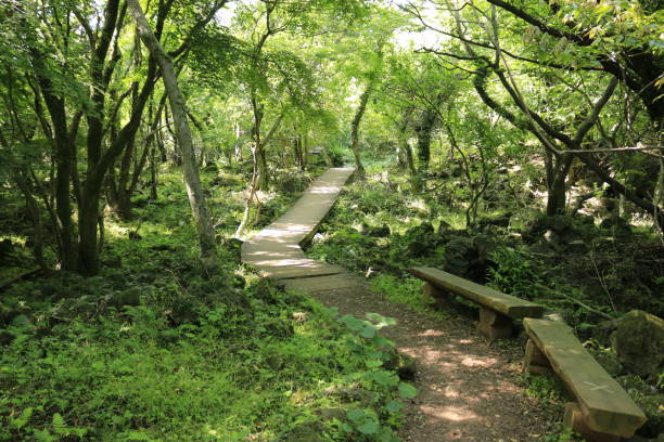 Hwasun Cape Zawal, Forest, Forest, Trail, Walking, Primitive Forest, It is a clean area called "Hwasun Cape Jawal" in Jeju. rosa multiflora stock pictures, royalty-free photos & images