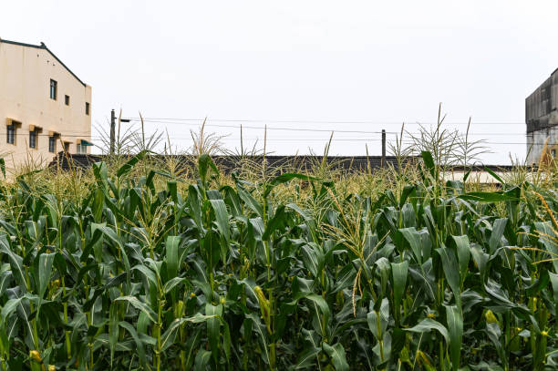 istock Yunlin, Taiwan - AGU 03, 2019: Corn field in the farm. 1204183169