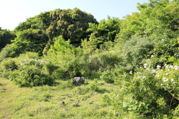 istock Hwasun Cape Zawal, Forest, Forest, Trail, Walking, Primitive Forest, 1204183388