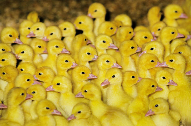 MUSKOVY DUCK cairina moschata, DUCK FARMING