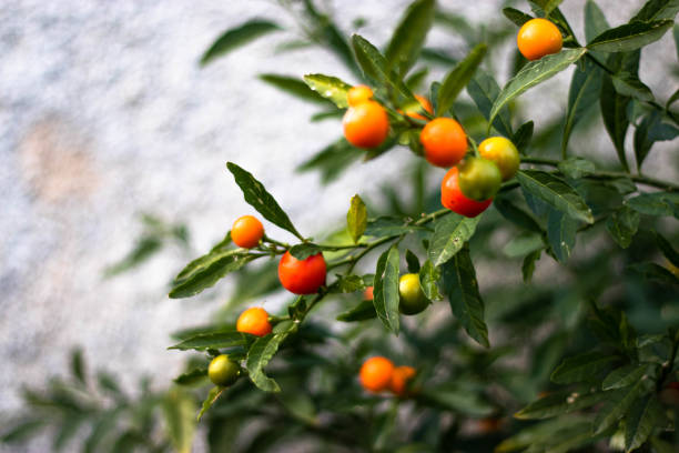 istock Jerusalem cherry plant , fruit like tiny tomatos. Orange red and yellow colored 1204184865
