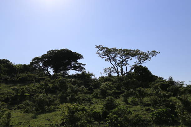 istock Hwasun Cape Zawal, Forest, Forest, Trail, Walking, Primitive Forest, 1204184996
