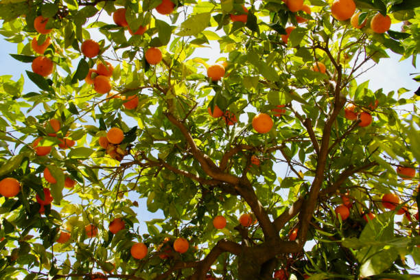 istock Ripe Oranges on a tree lit from the sunshine above 1204185940