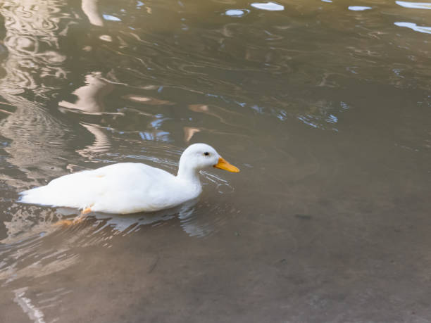 istock duck swimming on the river, animals concept 1204186009