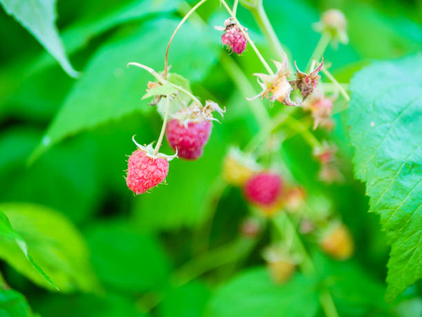 raspberries ripen on the bush. home without chemicals and additives. eco raspberries. Red raspberry ripened on a branch with leaves. Ripe red raspberry berries in nature. Raspberry branch with berries and leaves natural foliage background. frambuesas maduran en el arbusto. hogar sin productos químicos y aditivos. frambuesas ecológicas. frambuesa roja madura en una rama con hojas. bayas de frambuesa roja madura en la naturaleza. rama de frambuesa con bayas y deja fondo de follaje natural