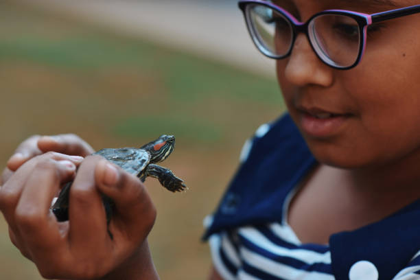 A painted turtle floats peacefully in a pond, showcasing the serene beauty of nature.