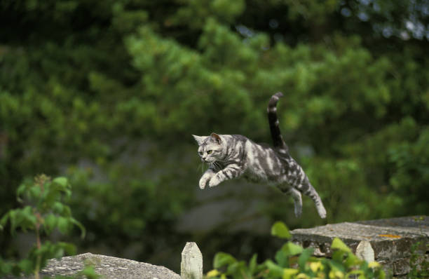 AMERICAN SHORTHAIR, ADULT LEAPING AMERICAN SHORTHAIR, ADULT LEAPING cat jumping stock pictures, royalty-free photos & images