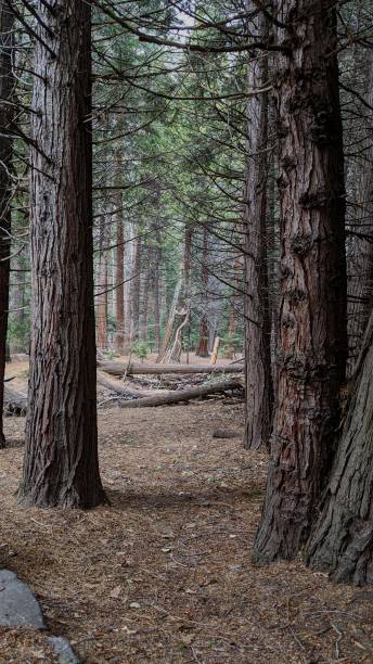 bäume im wald - yosemite falls tree branch landscape stock-fotos und bilder