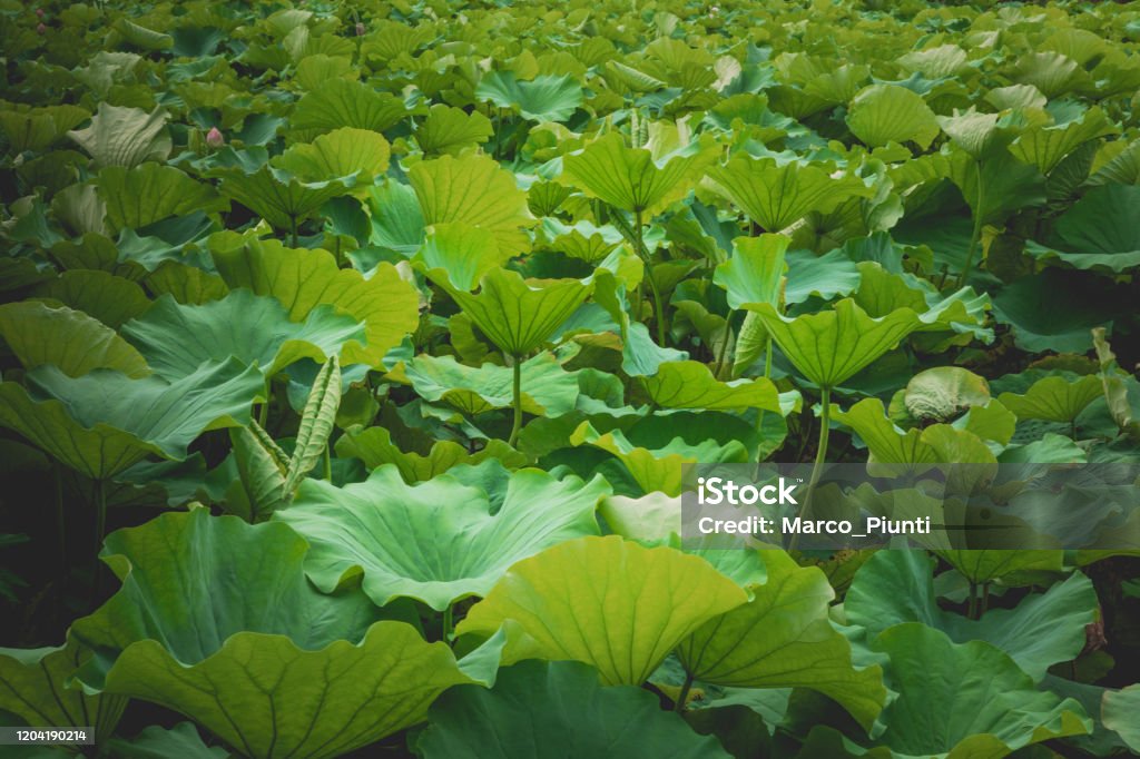 Lotus Plants Background Backgrounds Stock Photo