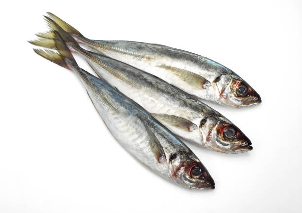istock FRESH HORSE MACKEREL AGAINST WHITE BACKGROUND 1204191253