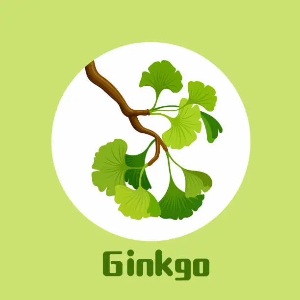 Vector illustration of Branch of ginkgo biloba with leaves Ginkgo cosmetic and medical plant