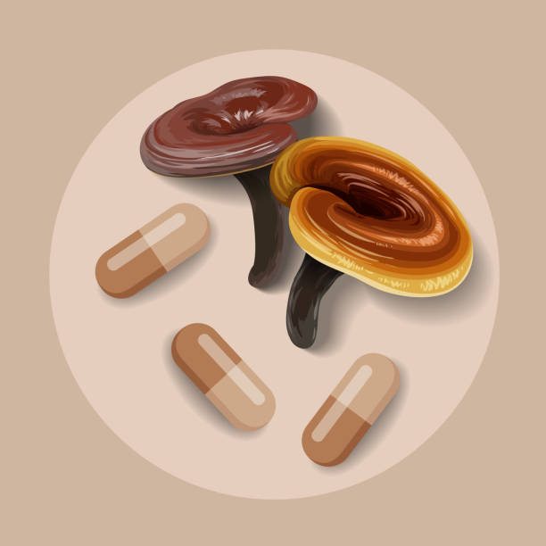 reishi 버섯 (가노데르마 루시덤) 또는 링지 버섯. 건강한 유기농 슈퍼푸드 - chinese medicine nutritional supplement herb pill stock illustrations