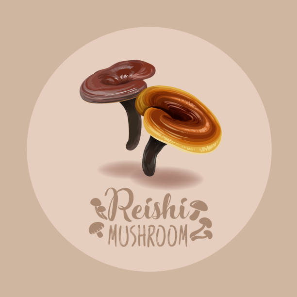 Reishi mushroom ( Ganoderma lucidum ) or lingzhi mushroom. Healthy organic superfood Reishi mushroom ( Ganoderma lucidum ) or lingzhi mushroom. Healthy organic superfood, vector illustration ganoderma lucidum stock illustrations