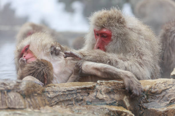 istock Monkey couple grooming in hot spring 1204193168