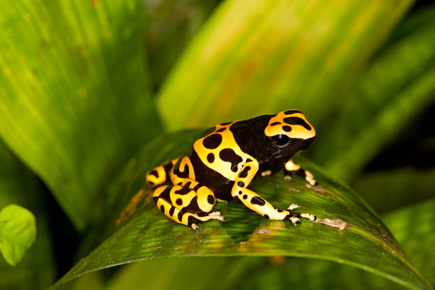 Yellow-Banded Poisson Frog, dendrobates leucomelas, Venemous Specy from South America, Adult Yellow-Banded Poisson Frog, dendrobates leucomelas, Venemous Specy from South America, Adult dendrobatidae stock pictures, royalty-free photos & images