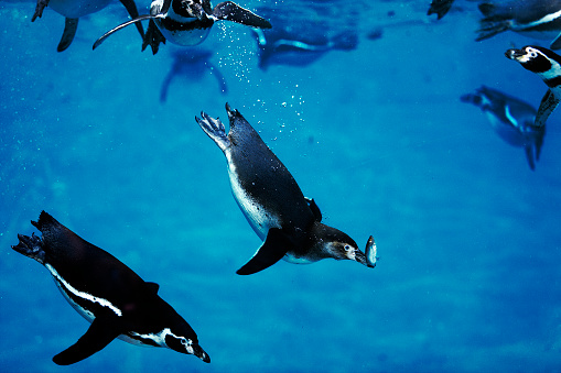 Humboldt Penguin, spheniscus humboldti, Adult catching Fish, Underwater View